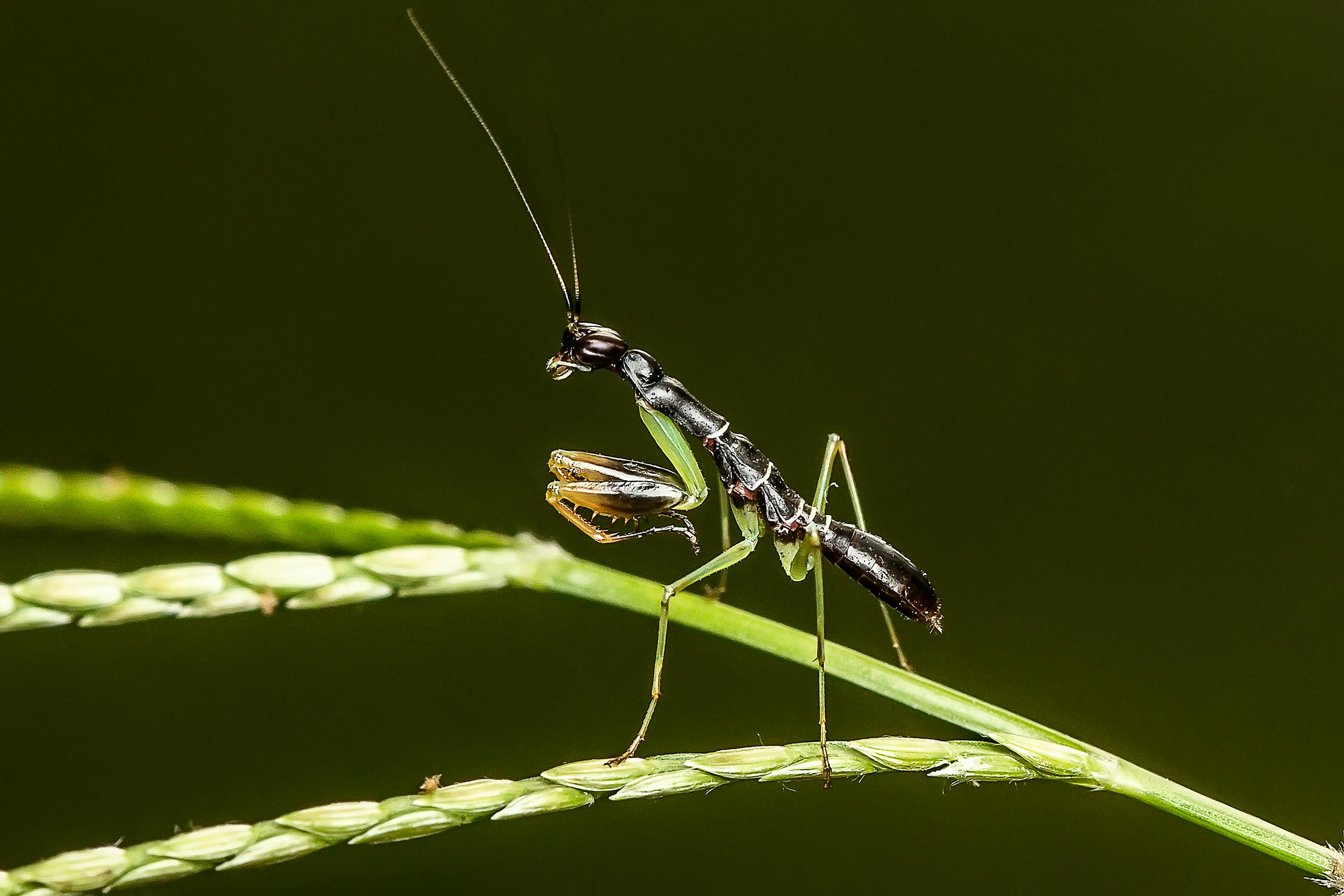 Mantis from Marvel Comics